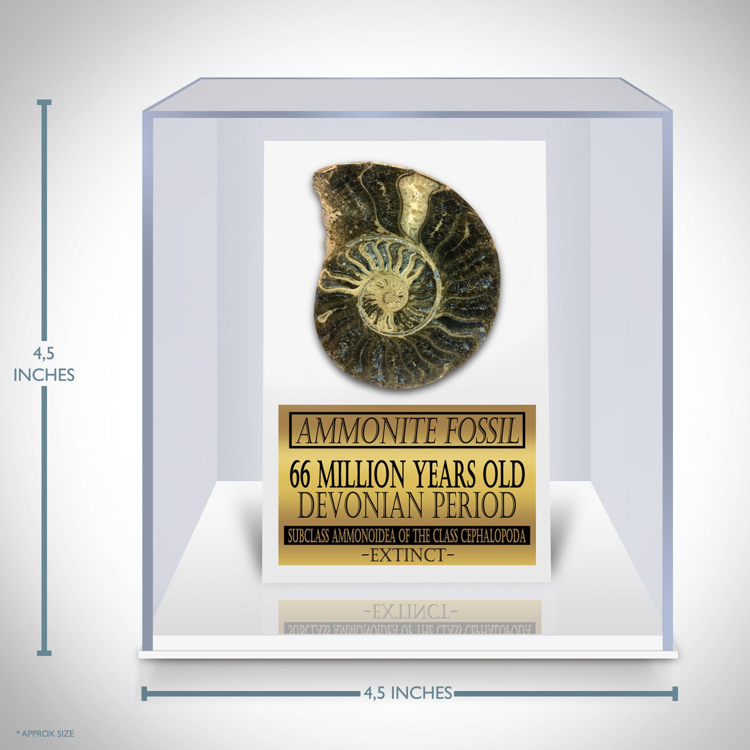 Shell Fossil Display Authentic Giant Ammonite Shell Fossil Displayed In A Rare-T Exclusive ...